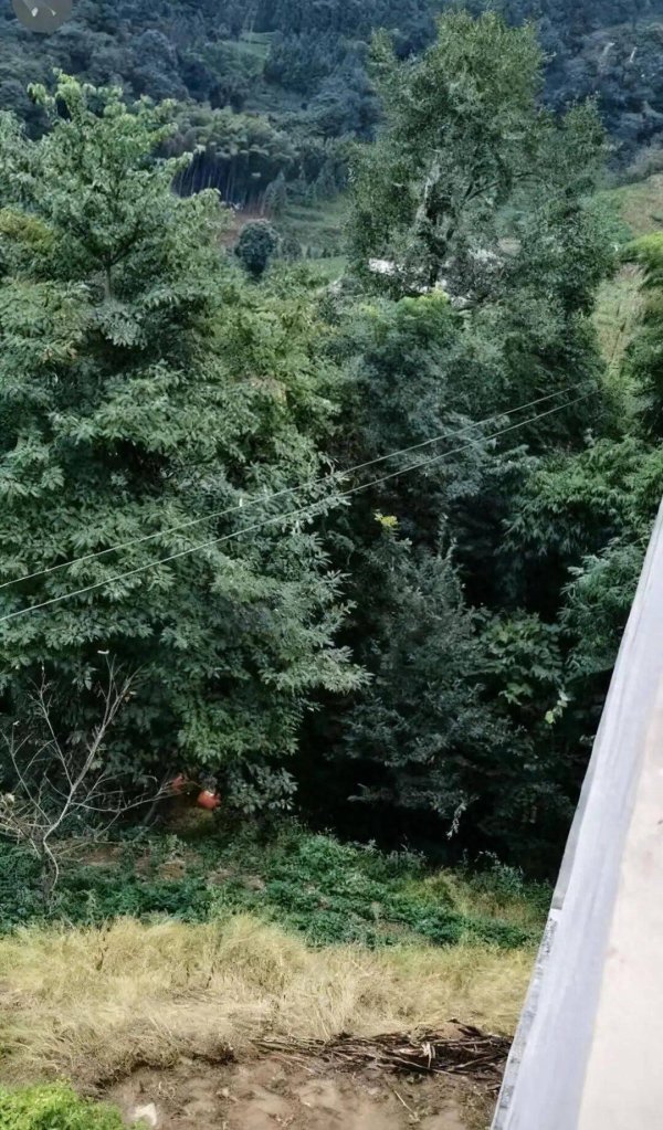 股民之家 28岁小伙爬30米高大树取蜂巢，不幸被绳索勒颈身亡，当地回应